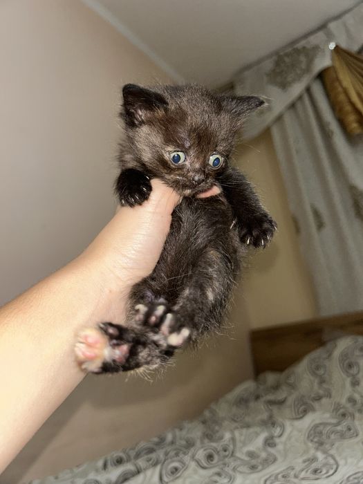 Котята британские