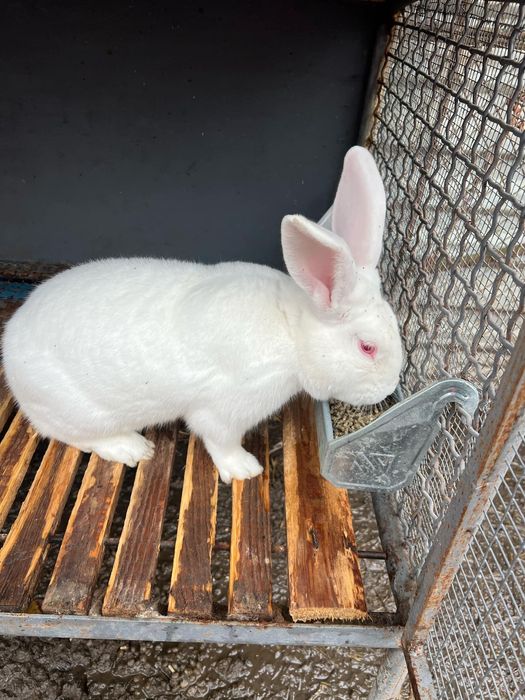 Продавам зайци цика