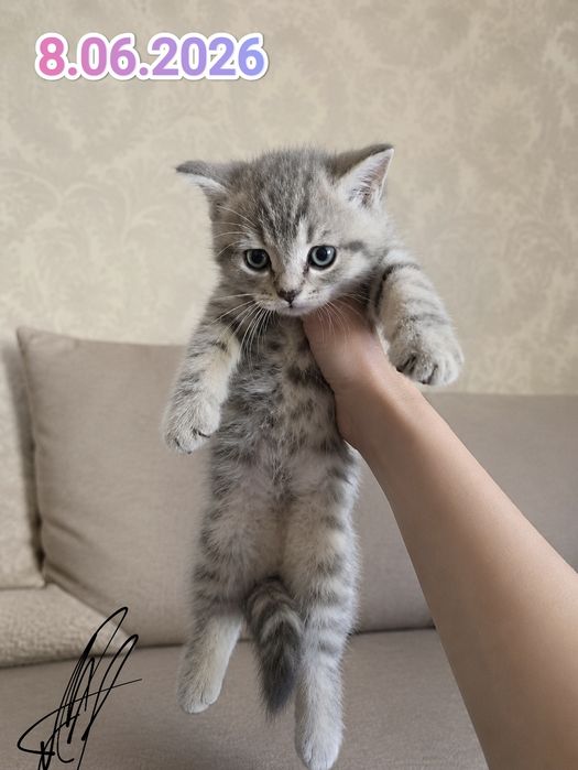 Британские котята