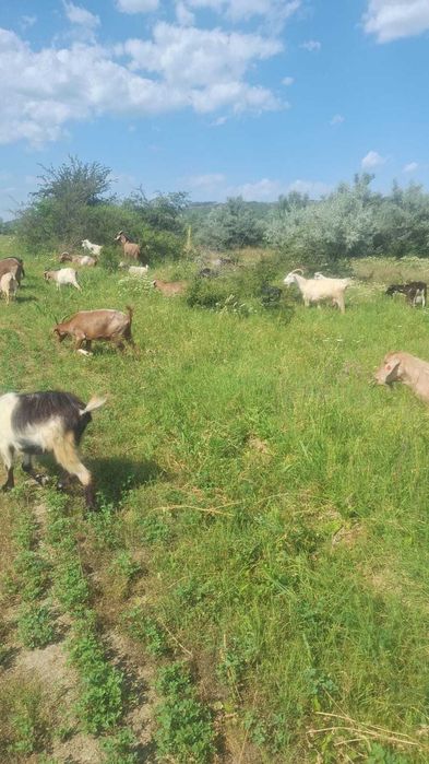 Vand capre pret negociabil