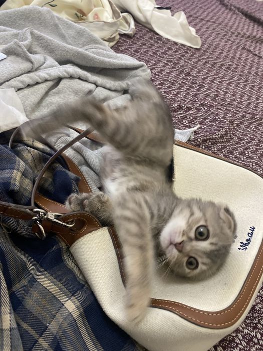 Продается кошечка девочка.