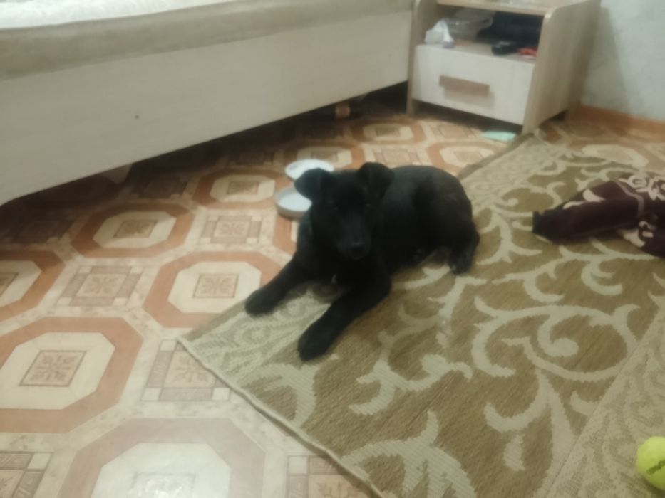 Отдам щенка в хорошие руки