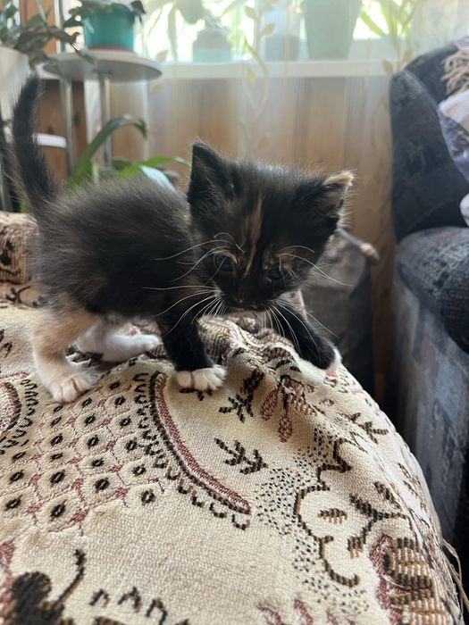 Отдам котенка в добрые руки