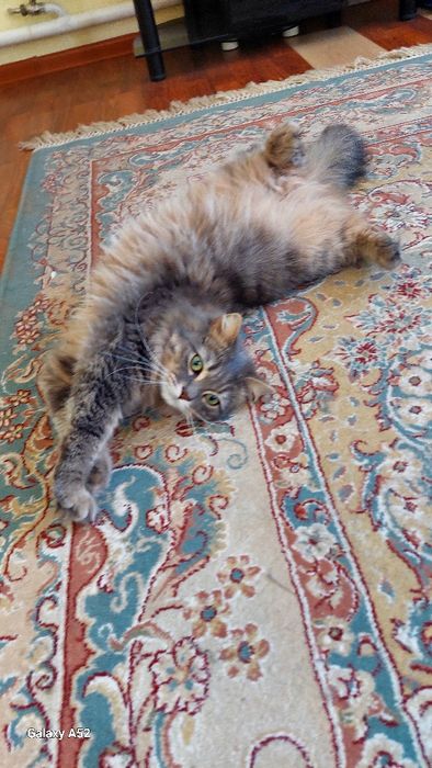 Отдам в добрые руки