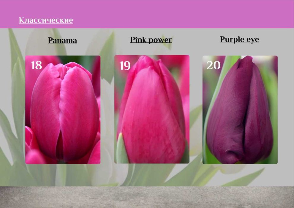 Тюльпаны к 8 марта предзаказ розница