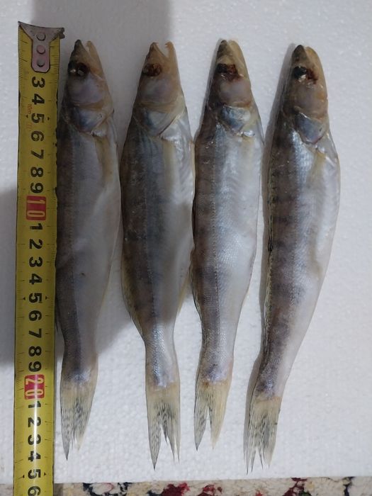 Рыба Лещ Судочек