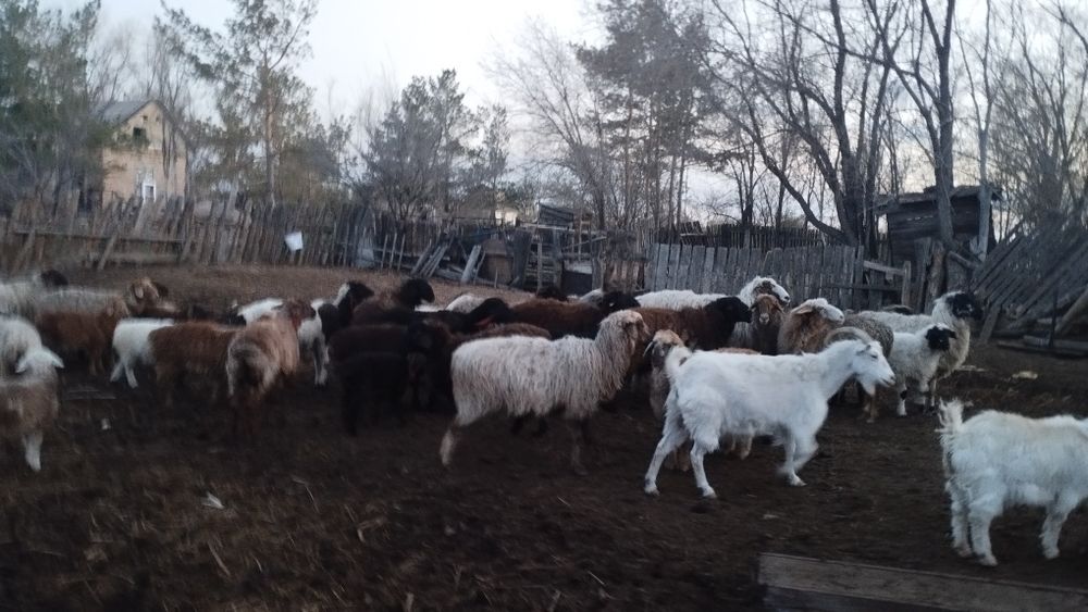 Продаются козы с козлятами