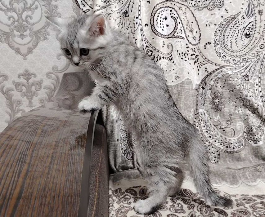 Шотландка мушук болалари 2 ойлик