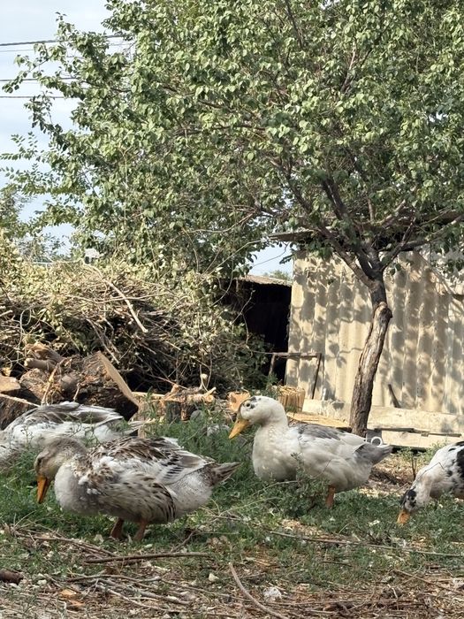 Утки договрные ,мускусные