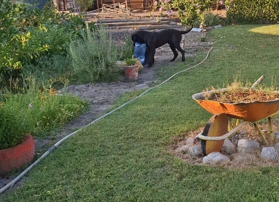 Продавам! Кане корсо