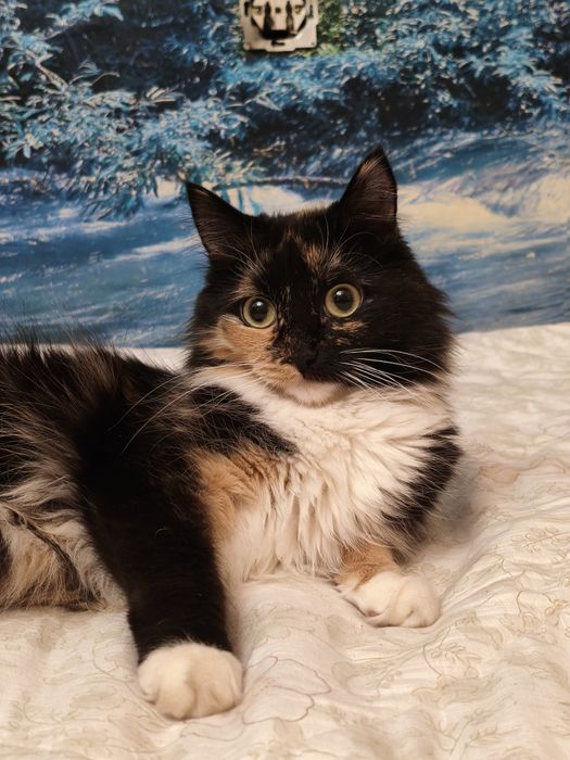 Отдам кошку в добрые руки