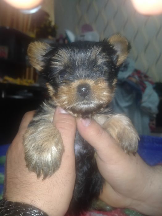 Йоркширский терьер