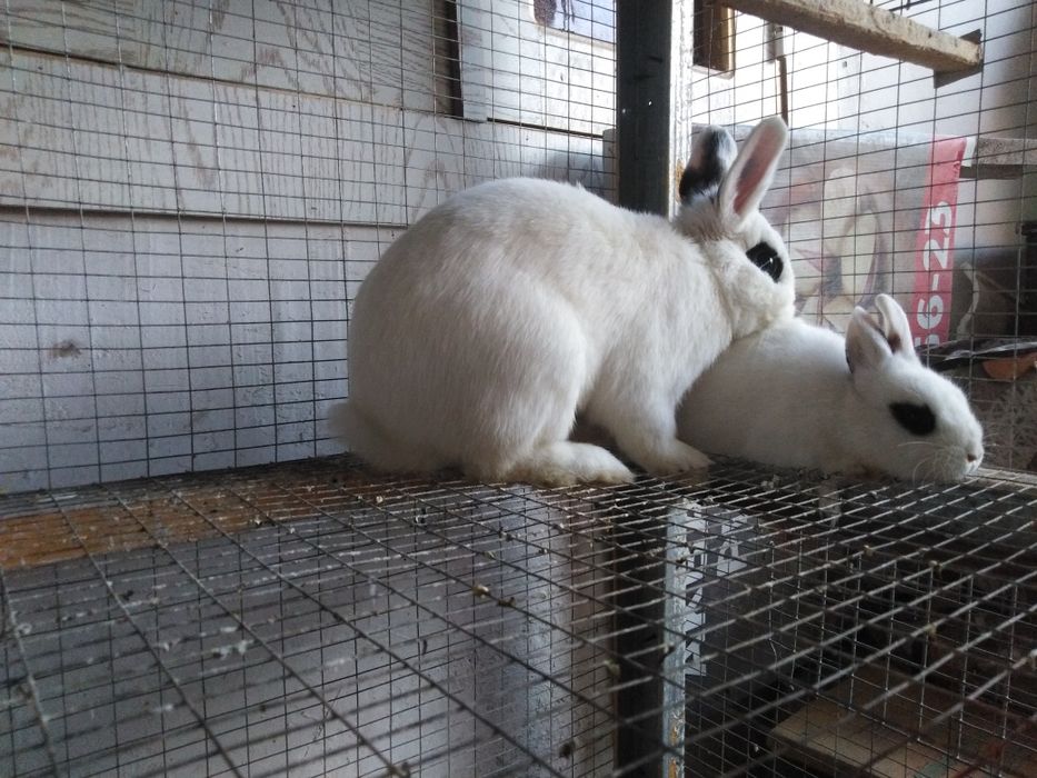 Quyonchalar karlik xatot kalifornia germenin zoti