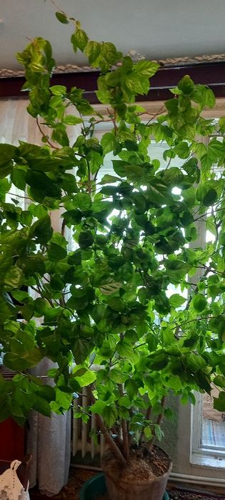 Trandafir japonez foarte mare