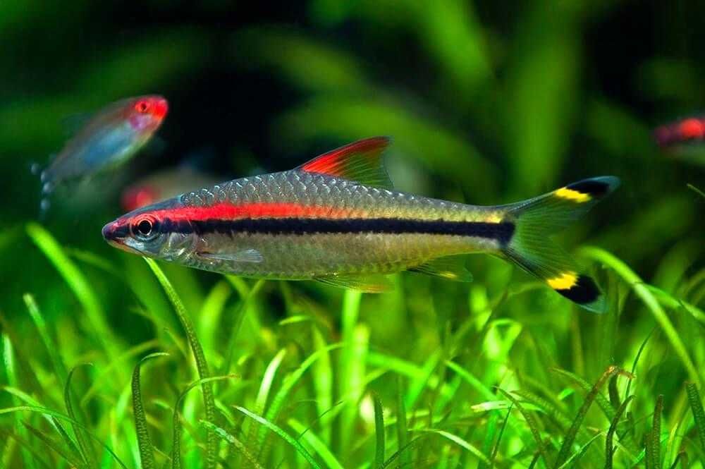 Барбус Денисони в Аква-Зоо Салоне “Посейдон”