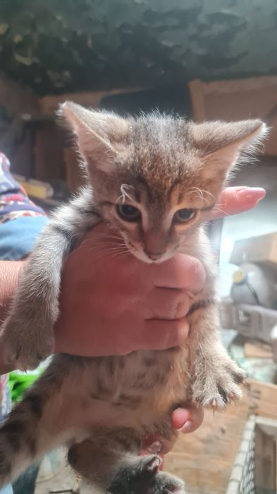 Котята. Примерно 2мес.