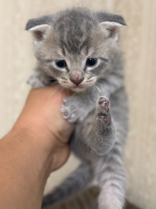 Вислоухие котята