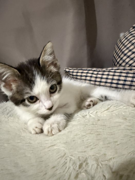 котенок в добрые руки