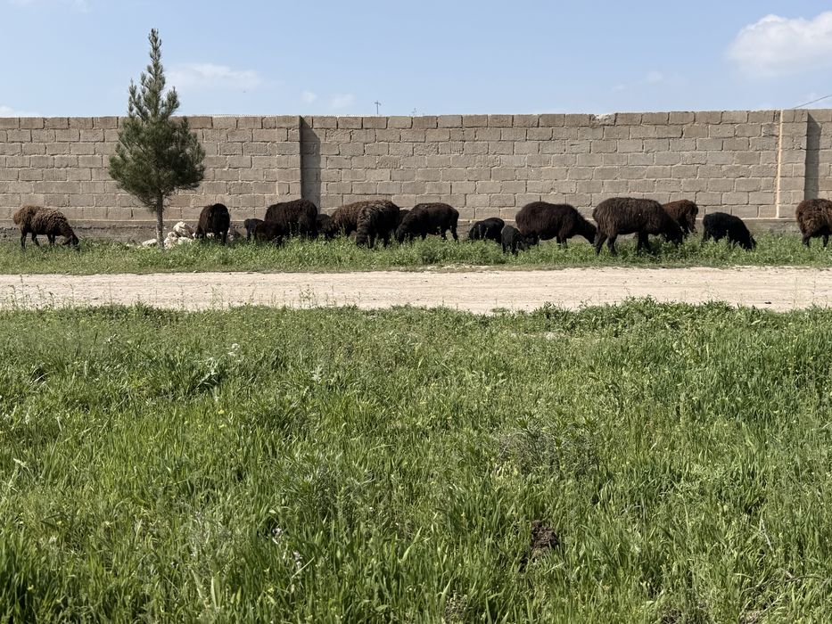 Qoylar sotiladi ona bola