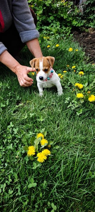 Продам щенка Джек Рассела девочка