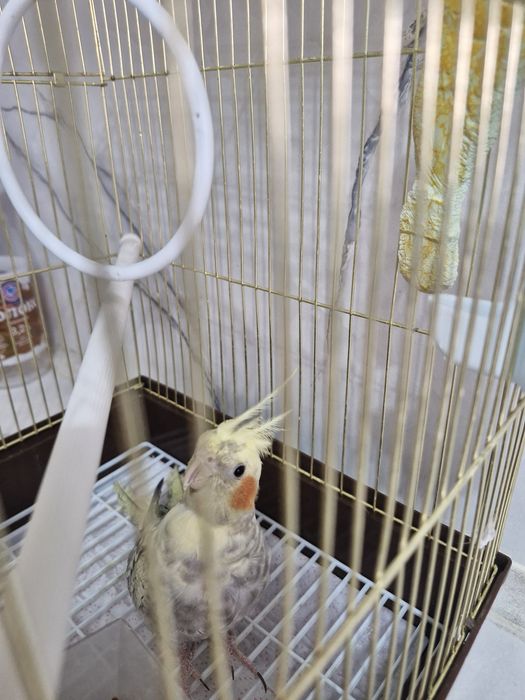 Продаётся попугай корелла с комплектом для содержания