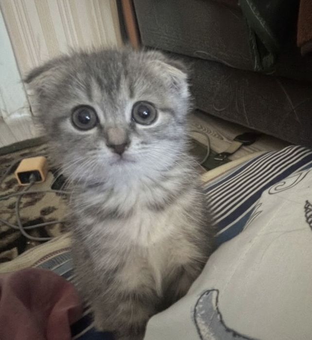 Вислоухий котенок.
