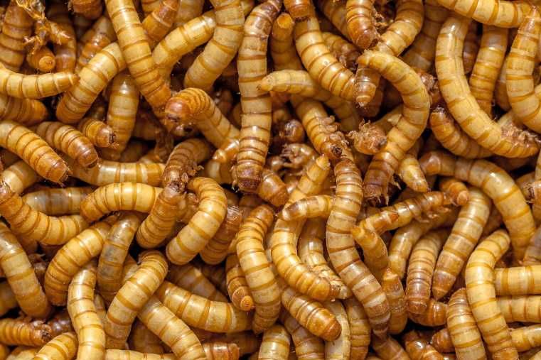 Нелетящи плодови мушици, дрозофили (Drosophila melanogaster 'Wingless' и Drosophila hydei), хлебарки дубия, брашнени червеи, изоподи/мокрици, пръчици