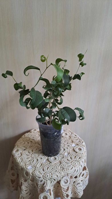 Фикус Бенжамина Барок