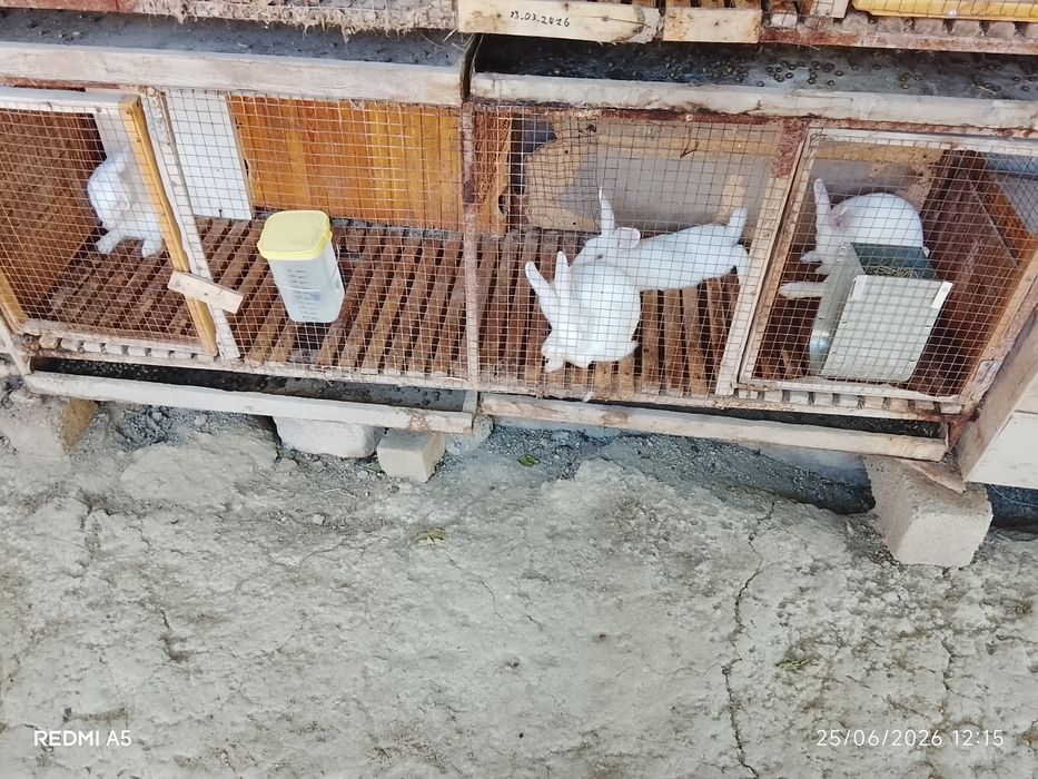 Quyon sotiladi 4ta ayol 2ta erkak
