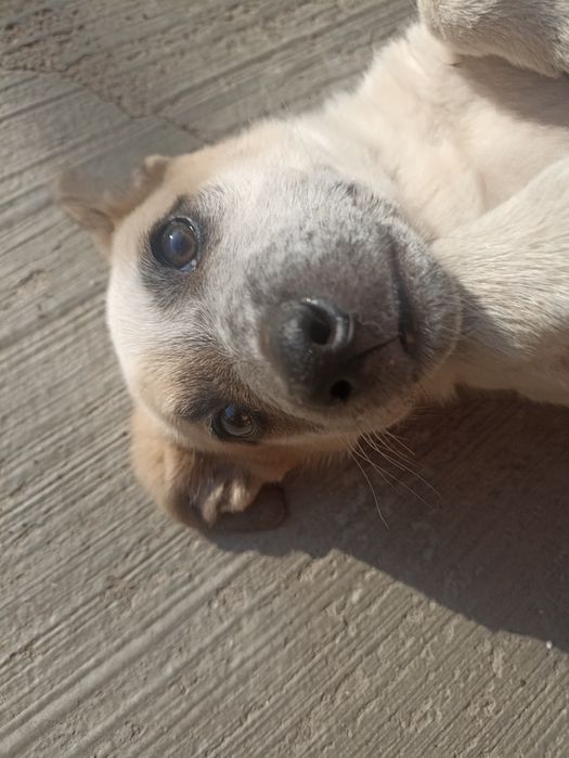 Отдадим собачку, девочку