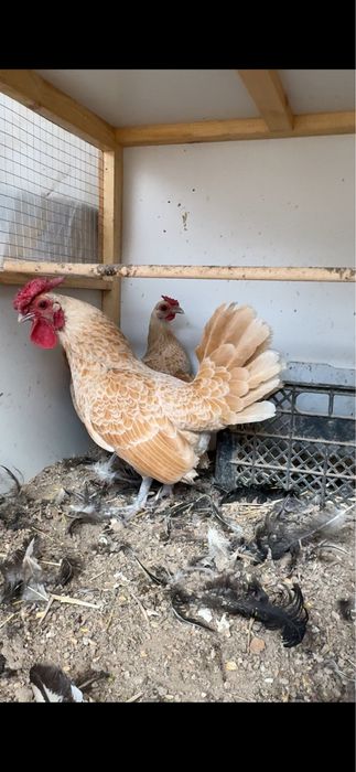 Sibrayt shamua sotiladi 1+2