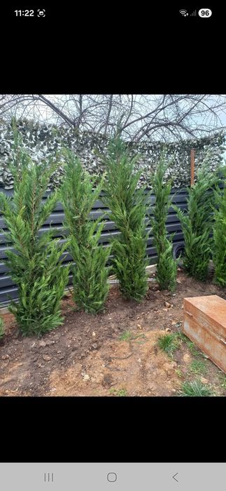 Mesteacăn tei platani catalpa