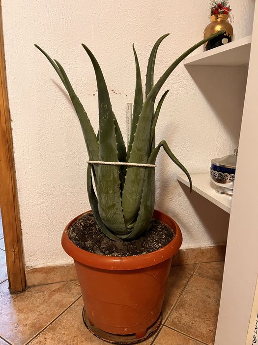 Алое вера - различни големини