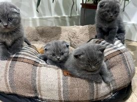 Шотландские котята