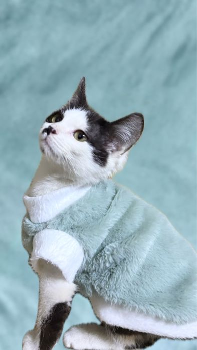 Отдаю котенка в хорошие, добрые руки. К лотку приучен