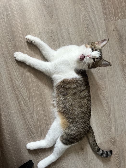 Отдам кота в добрые руки бесплатно
