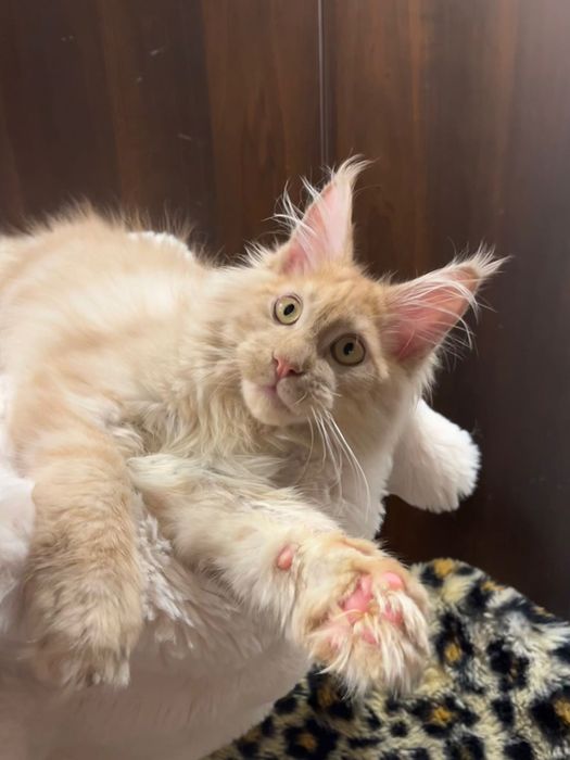 Baietel Maine Coon PEDIGREE Felisa