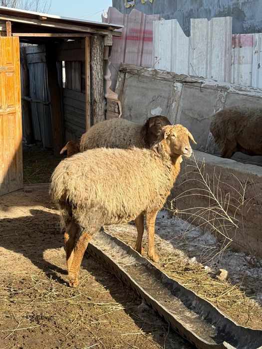 Қой қозысы мен..