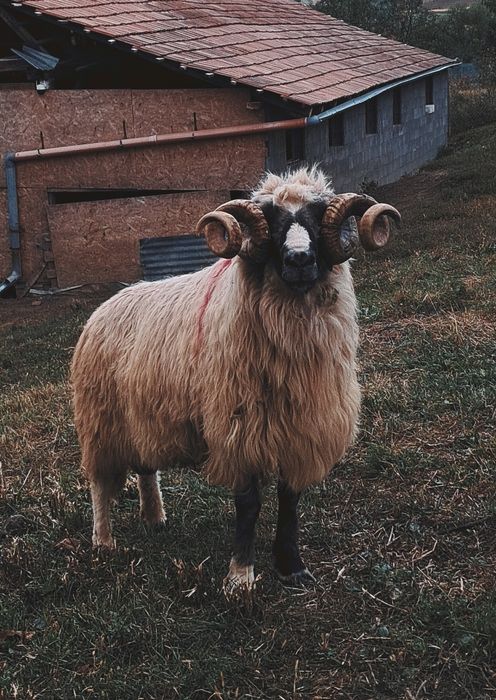 Berbec de vânzare
