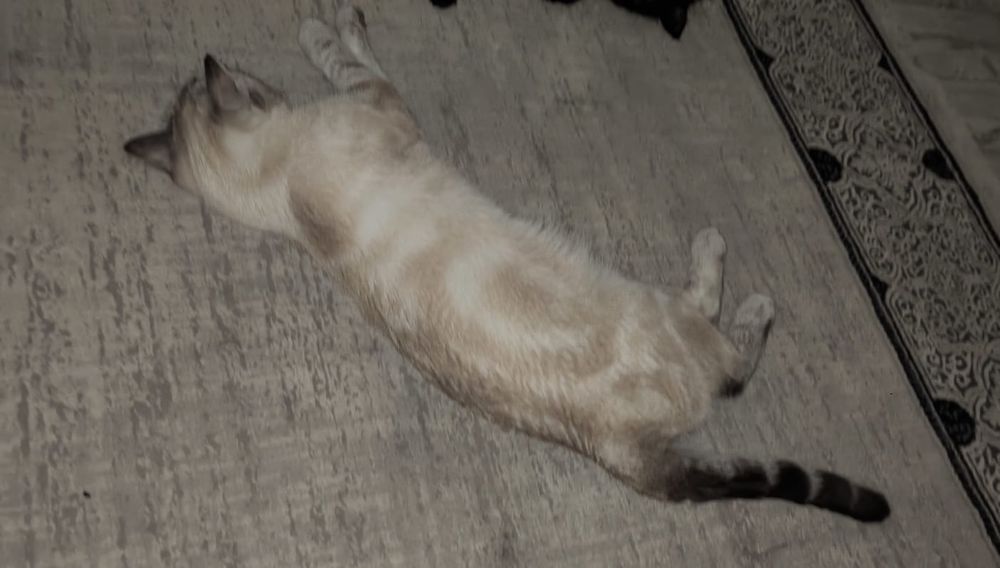Отдам котика в хорошие руки