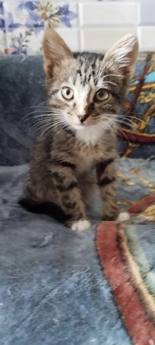 Отдам  котёнка ( 2 мес., девочка), в хорошие, добрые руки