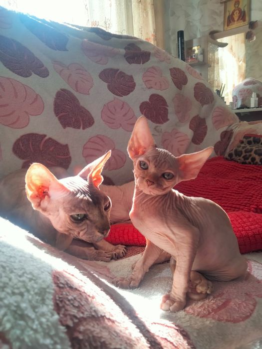 Канадский сфинкс