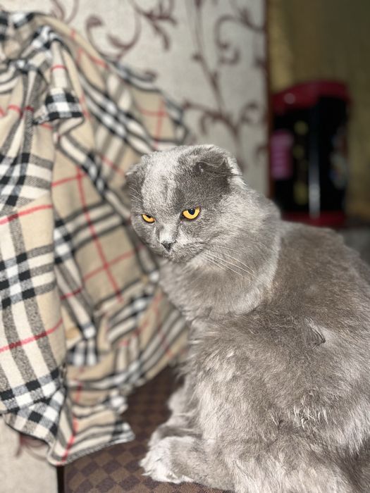 Mushuk fold heyland ugʻil