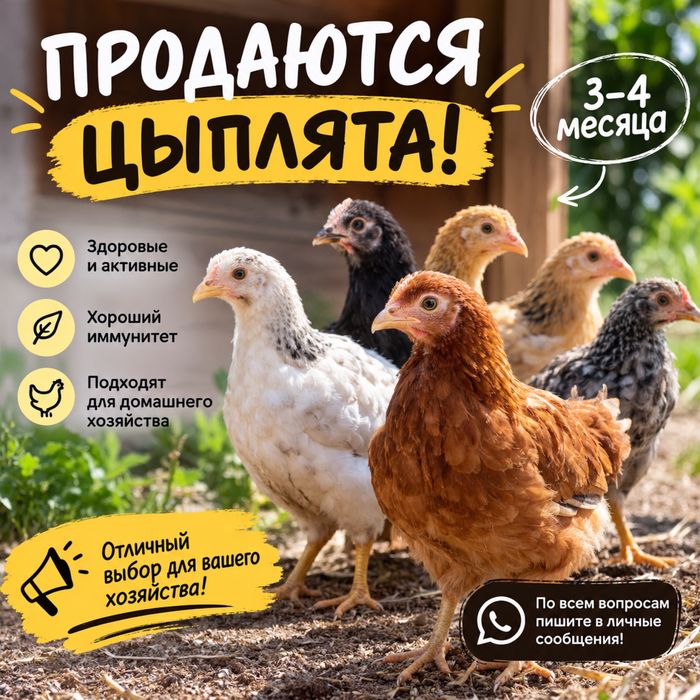 Продаются цыплята