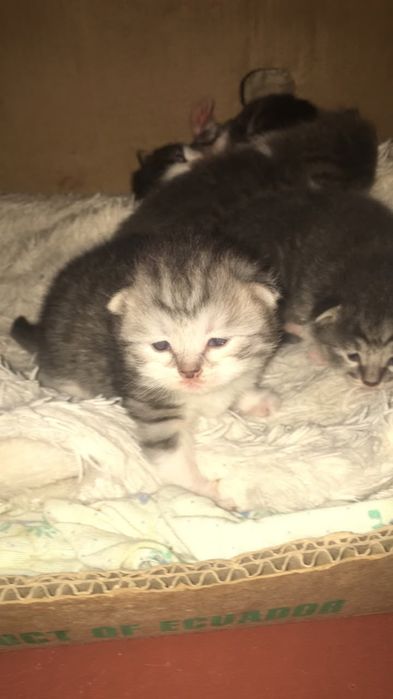 Шотландские котята