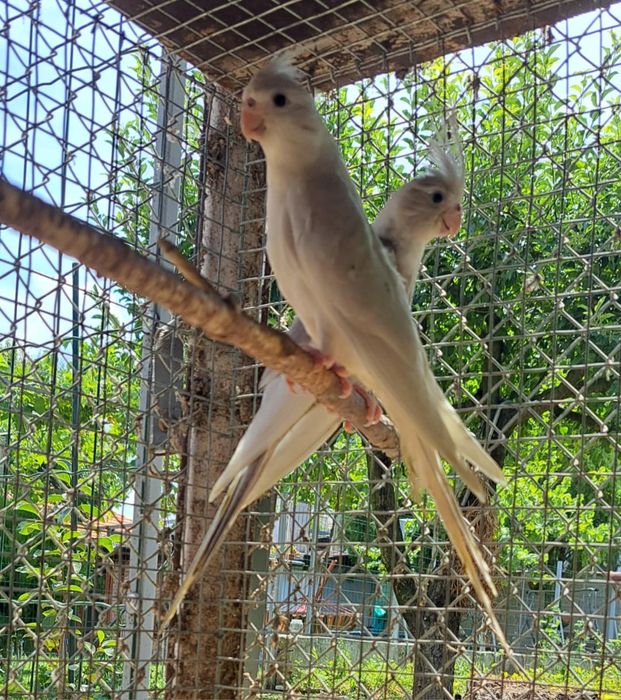 Папагали "Корели"