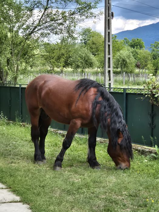 Vând armasar de 4 ani greu