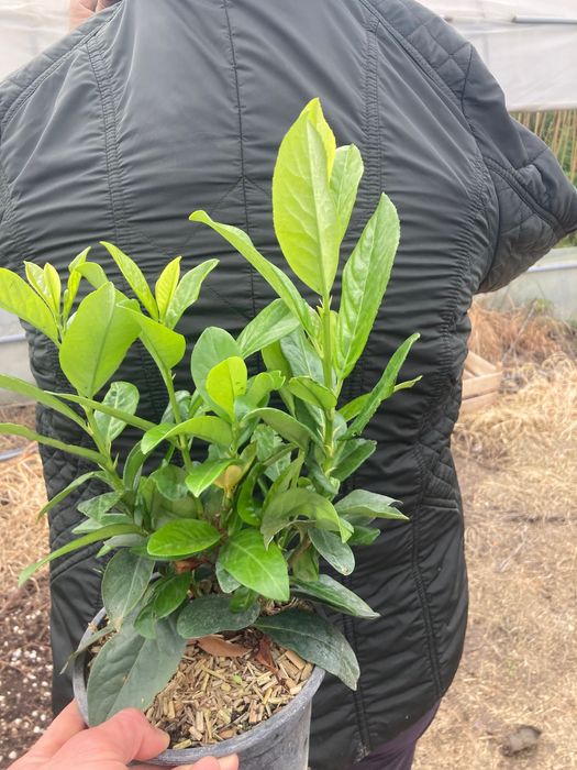 Лавровишна новита