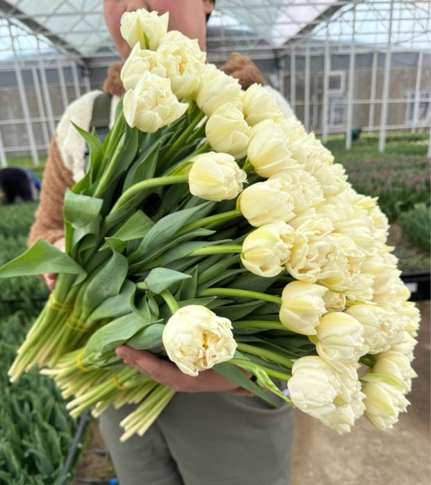 Тюльпаны и розы оптом