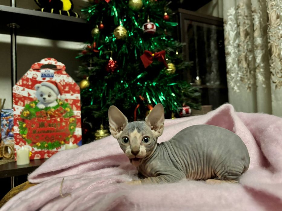 Продаю котят канадского сфинкса